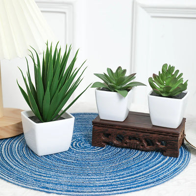 3 Pots Plant Small Potted Plant