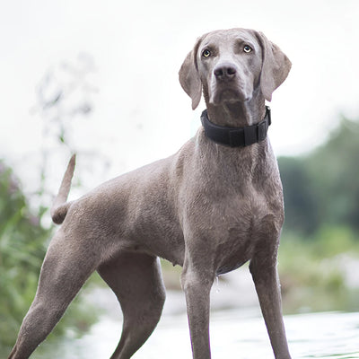 Rugged Tactical Dog Collar