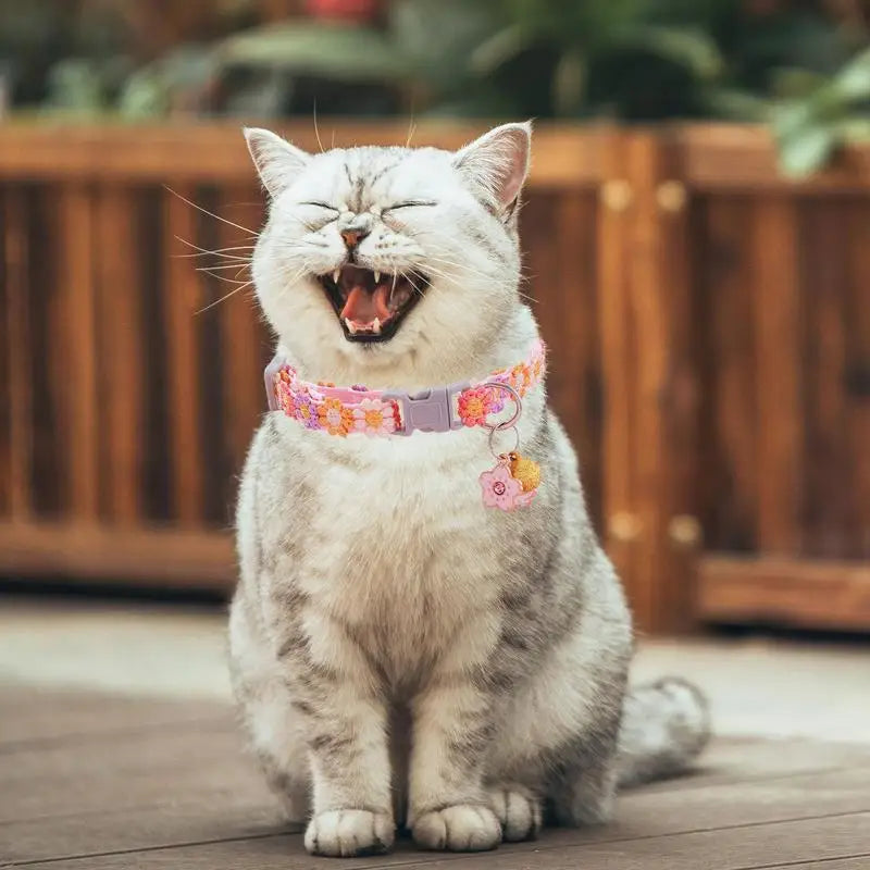 Kitten Breakaway Adjustable Collar