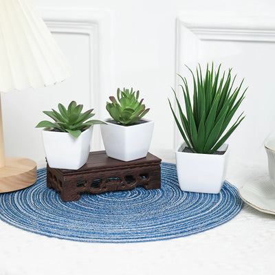 3 Pots Plant Small Potted Plant