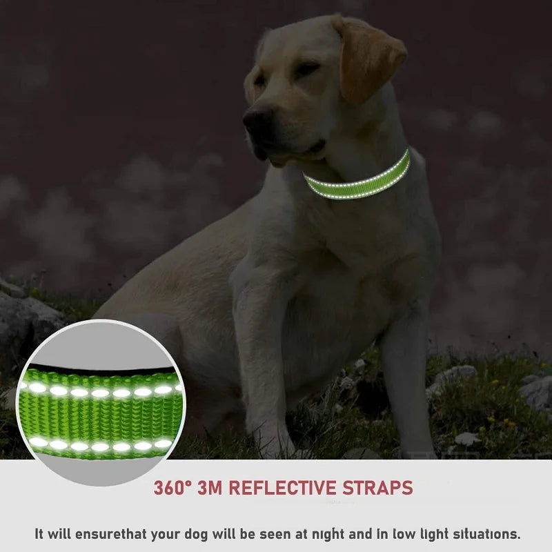Stylish Choker Dog Collar