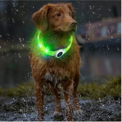 Dog USB Rechargeable Waterproof Collar