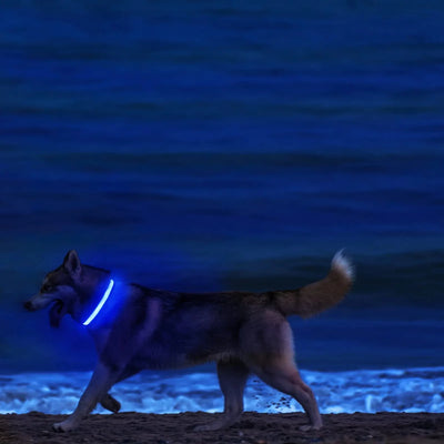 Dog USB Rechargeable Soft Safety Night Light Collar