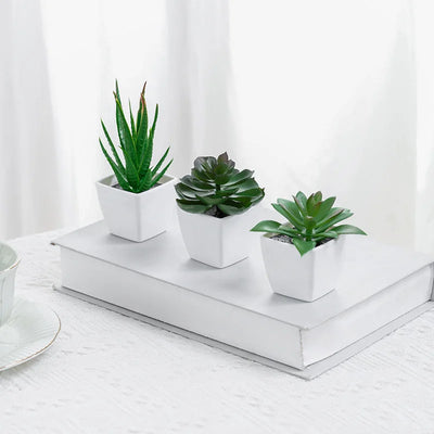 3 Pots Plant Small Potted Plant