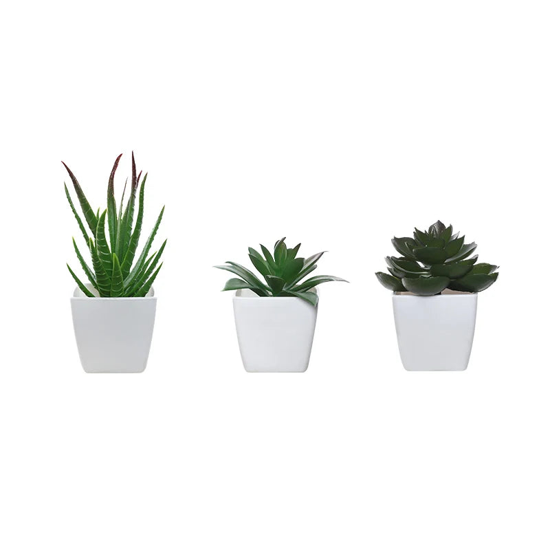 3 Pots Plant Small Potted Plant